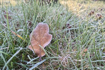 Zamarznięty liść w wiosenny mroźny poranek