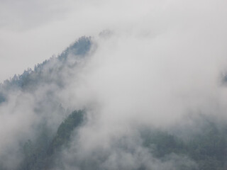 an atmospheric landscape with a coniferous forest in a thick fog. 