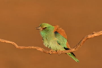 Blauracke im Sonnenuntergang