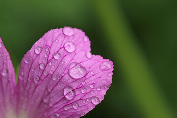 Raindrops on a geranium flower	