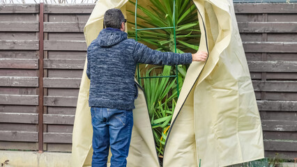 Man removes burlap fleece winter protection cover from exotic plants in spring