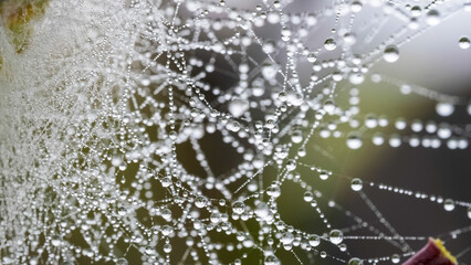 Spider net cobweb full of rain drops, nature close-up macro detail