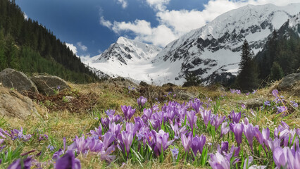 Crocus flowers blooming on alpine meadow between the snowed mountains, amazing spring landscape of Valea Sambetei in Fagaras Mountains, Romania - obrazy, fototapety, plakaty