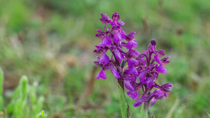 Little wild orchid flower on green alpine meadow, close-up