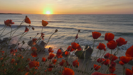 Beautiful nature scenery with red poppies on beach during sunrise on sea