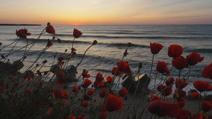 Silhouette of red poppy flowers on beach before sunrise on sea