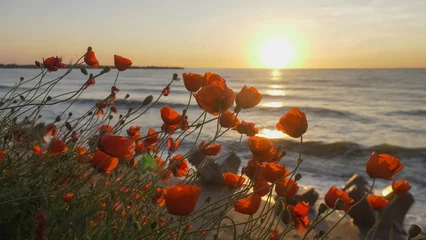 Fotobehang Nature landscape panorama of poppies on beach at sunrise © MEDIAIMAG