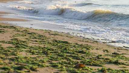 Green Algae seaweed brought by the sea waves on the beach