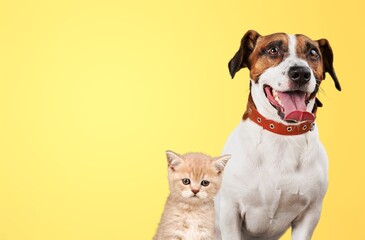 Cute young dog and cat together