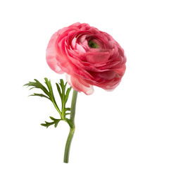 Pink color buttercup isolated on transparent background. - 768147557