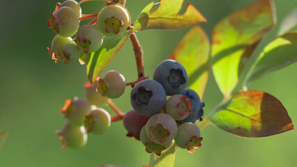 Close-up detail of blueberries (Vaccinium corymbosum) ripening in the summer sun