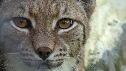 Close-up portrait of lynx watching the prey
