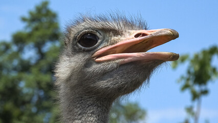 African ostrich (Struthio camelus) close portrait