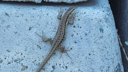 Wall lizard (Podarcis muralis maculiventris) female runs between concrete bricks