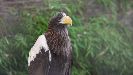Obraz premium Steller's sea eagle (Haliaeetus pelagicus) portrait