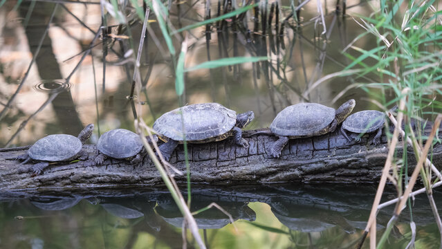 European pond turtles (Emys orbicularis) and invasive pond sliders (Trachemys scripta) resting together on a log in the lake