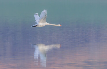 mute swan flying over water
