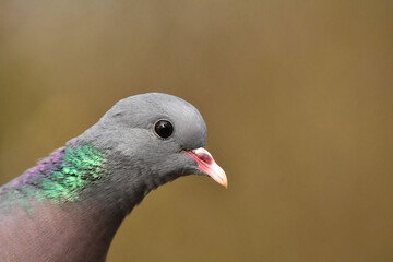 Hohltaube