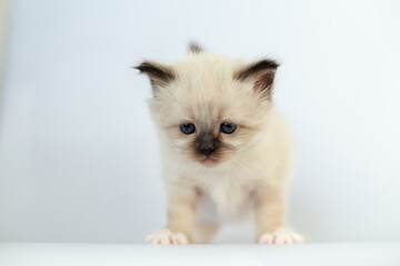Sacred Birman kitten on a white background