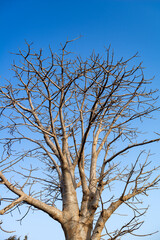 ramure d'un arbre dans la capitale du Sénégal en Afrique