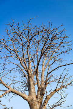 ramure d'un arbre dans la capitale du S&eacute;n&eacute;gal en Afrique