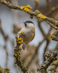 marsh tit on a branch