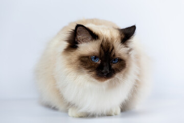 Sacred Birman Cat, birma on a light background