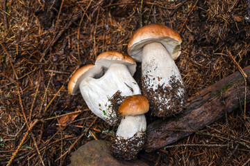 Porcini mushrooms (penny bun) lie on a forest coniferous floor, top view. Freshly picked mushrooms.