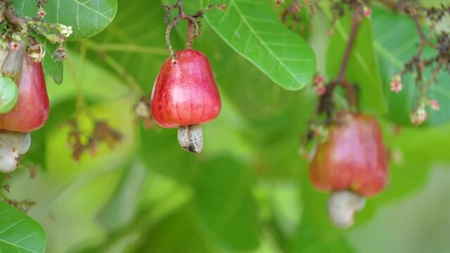 fresh Cashew Nuts tree in the garden