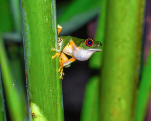 red eyed tree frog