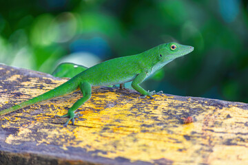 green lizard 