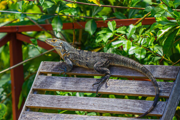 iguana on a deck chair
