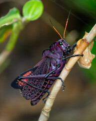 purple grasshopper