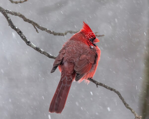 red cardinal in snow