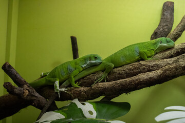 green iguana on a branch