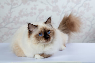 Sacred Birman Cat, birma on a light background