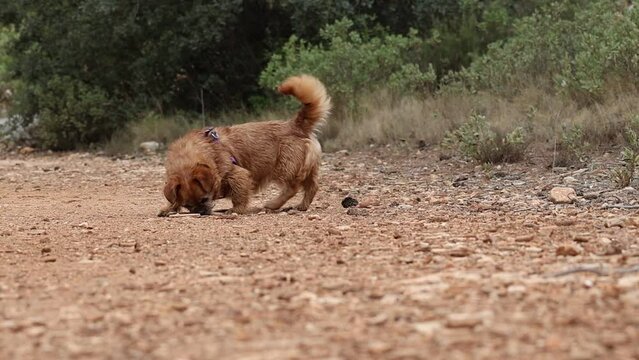 Mi perrita Nami jugando con un palo en el camino del paraje natural San Antonio de Alcoy, Espa&ntilde;a