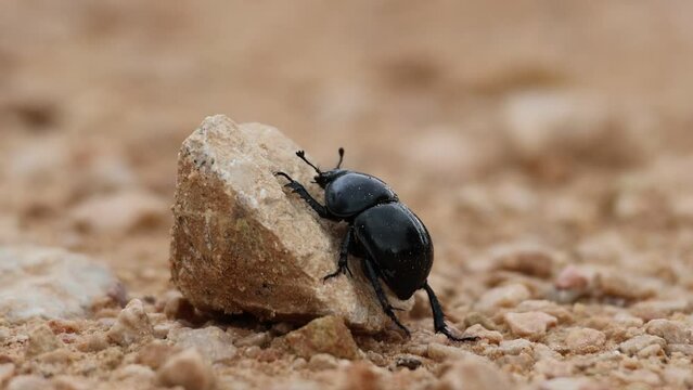 Escarabajo pelotero prefiere superar obstaculos en vez de sortearlos, Alcoy, Espa&ntilde;a