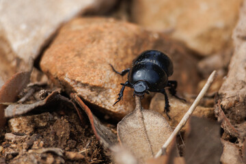 Escarabajo pelotero (Gymnopleurus) paseando entre piedras del camino buscando alimento, Alcoy, España - obrazy, fototapety, plakaty