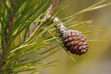 Brote de piña de pino en primavera, pinus halepensis, Alcoy, España