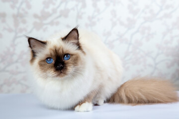 Fototapeta premium Sacred Birman Cat, birma on a light background