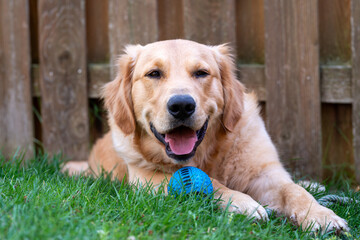 A happy golden retriever is laying on the grass with a blue ball in its mouth