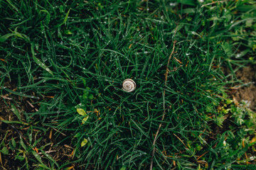 Snail in the grass in early spring