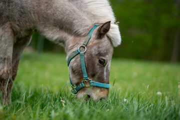 A small horse is eating grass in a field
