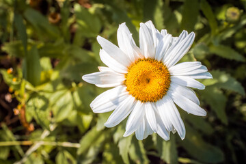 Obraz premium Close-up of a white daisy with a vibrant yellow center, surrounded by green foliage under natural light, showcasing the contrast and harmony between the flower and its environment.