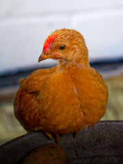 A close-up of a young, orange chicken with a red comb, perched on a grey, stone-like surface; the background is blurred and indistinct.