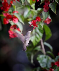 pale-billed flowerpecker on flower.this photo was taken from Bangladesh.