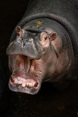 Amphibious hippopotamus with open mouth in water.
