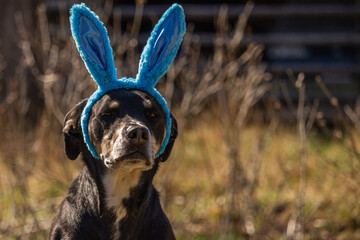 Cute Happy Easter Concept Black Dog Wearing Blue Bunny Rabbit Ears Headband Costume Outdoors with...