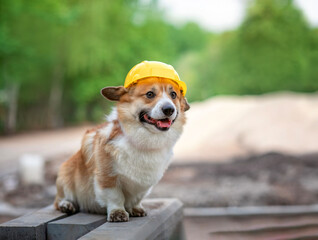 cute worker a corgi dog puppy in a yellow construction worker's helmet is sitting outside